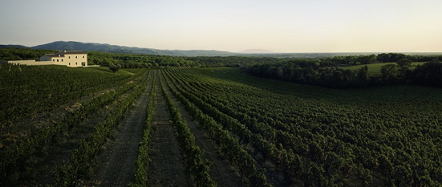 Masseto House and vineyard